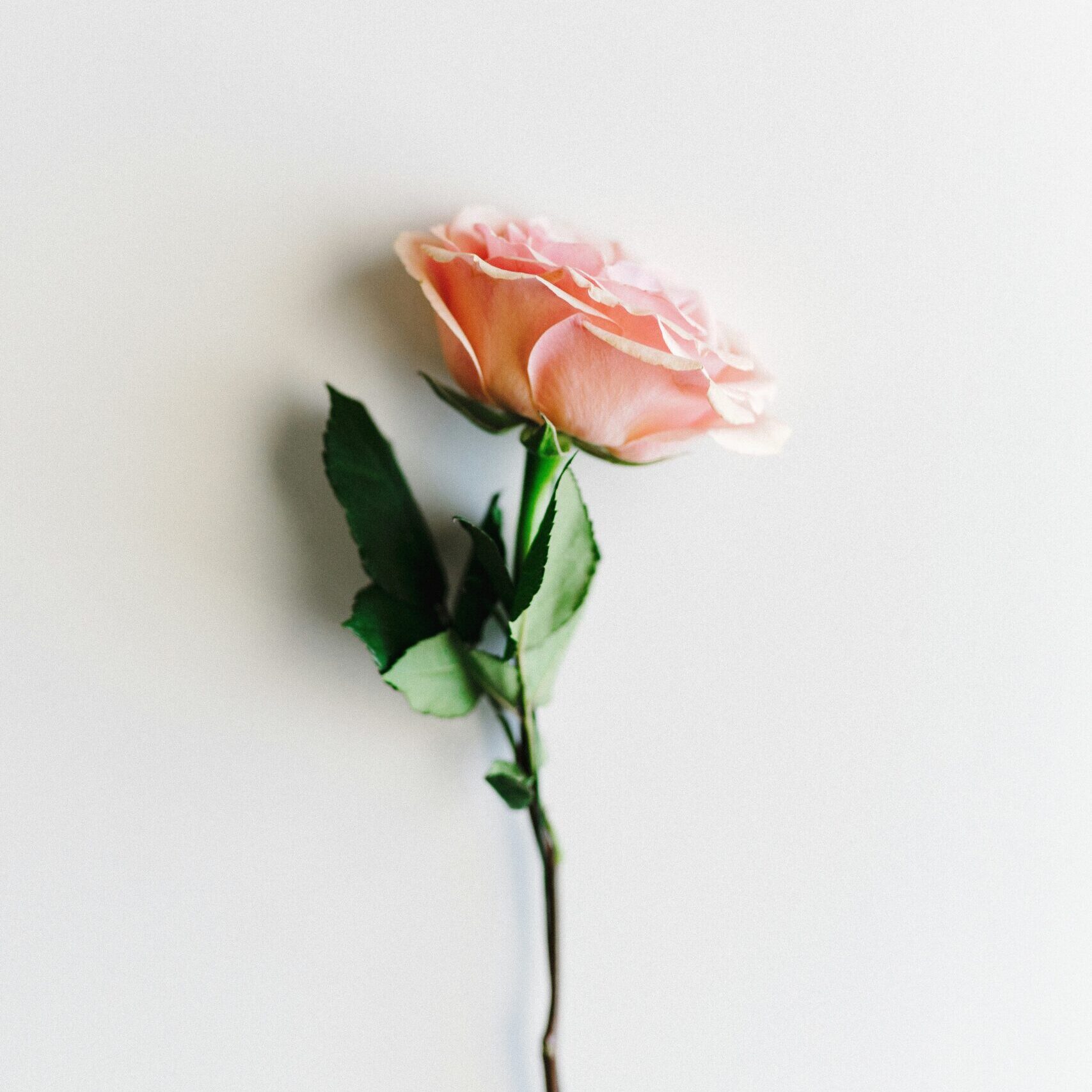corey-oconnell-RW7nLtLRHro-unsplash