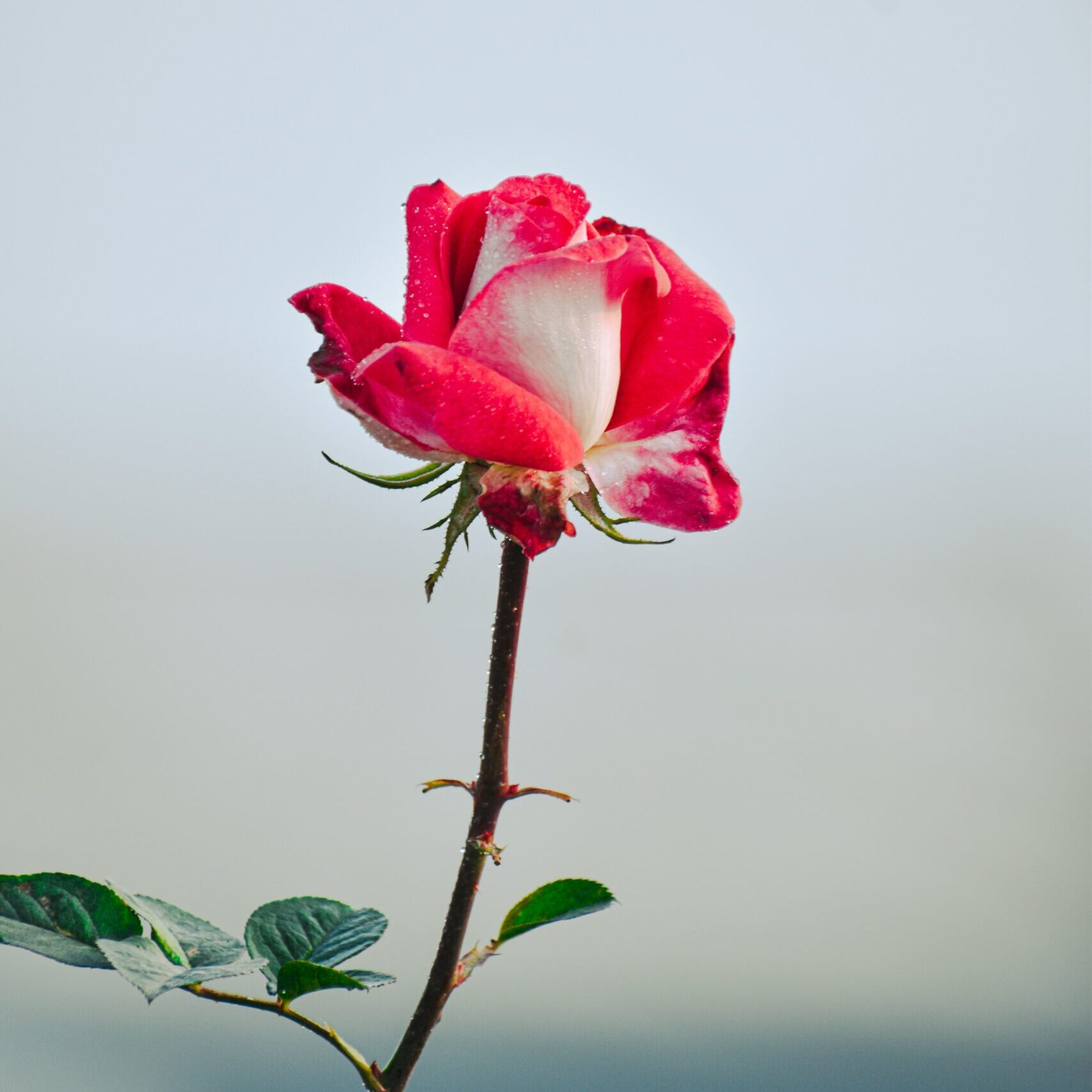 deepak-rastogi-BIXhZ9lNqZY-unsplash
